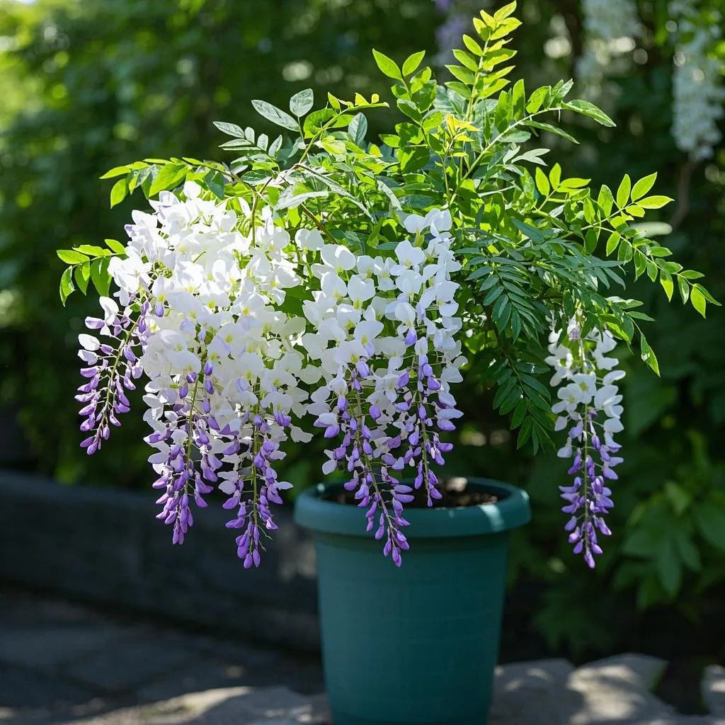 🇺🇸 Celebrate America's 250th with Red. White & Blue Wisteria Seeds 🌸