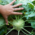 Kohlrabi Seeds