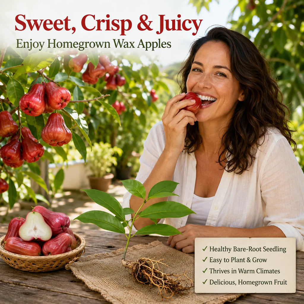 Live Wax Apple Tree Starter – Sweet. Crisp Tropical Fruit