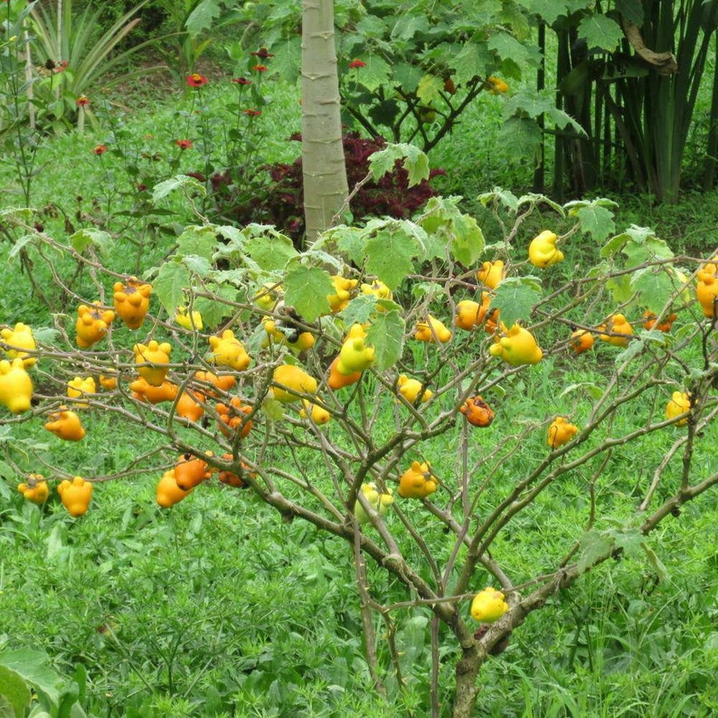 Nipple Fruit Seeds ~ Cow's Udder ~ Titty Fruit ~ Apple of Sodom (Solanum mammosum) ~ Nipplefruit Bizarre Fruit in the Solanum Family