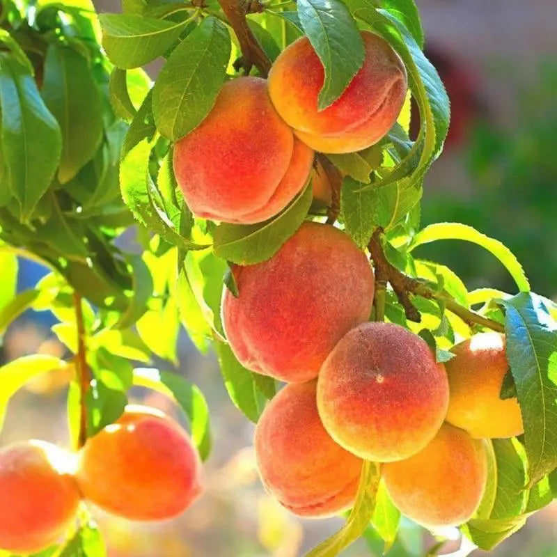 🔥 85K+ SOLD! 🍑 Heirloom Honey Red Dwarf Peach Tree Live Seeds