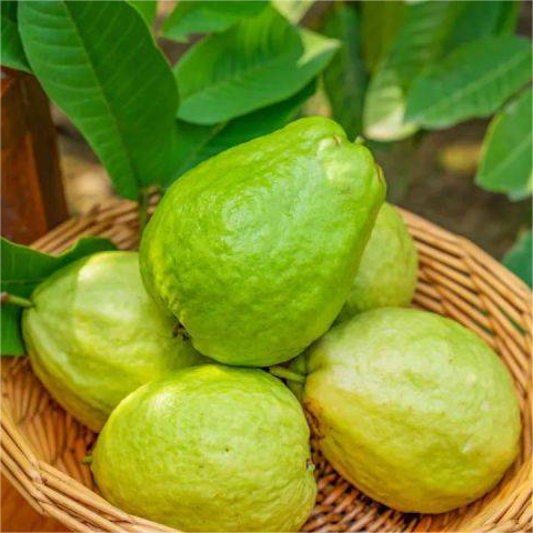 Strawberry Guava Seeds