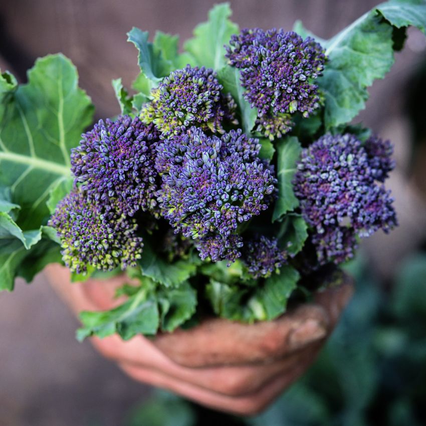 🥦Rare Broccolini Seeds