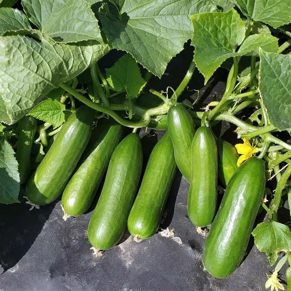🥒Crawling Fruit Cucumbers Seeds