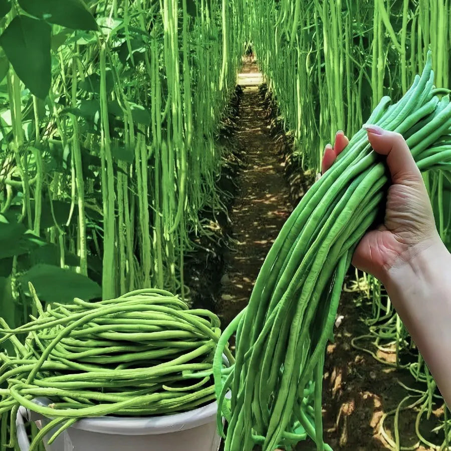 Long cowpea: A high-yielding vegetable in a short time