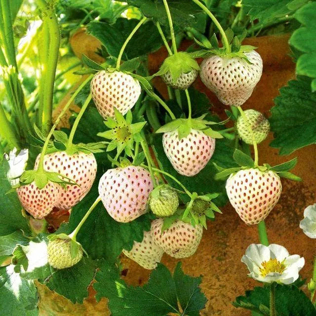 Rare Creamy White Strawberry Seeds