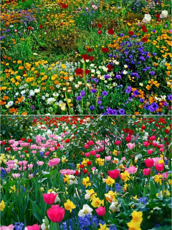 🔥Last day clearance💝Premium Cold-Hardy Mixed Perennial Flower Seeds - Selected 40+ Fall Planting Mix
