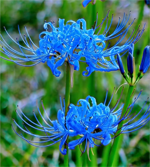 Spider Lily Bulbs-Multicolor🌈