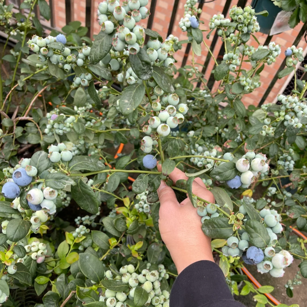 🫐 Sweet Ice Blueberry - Year-Round Harvest - Home Potted Plant - Balcony Backyard