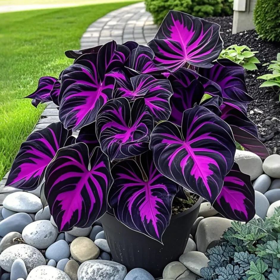 Potted Alocasia Bulbs 🍃