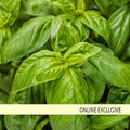 Pesto Besto Sweet Italian Basil