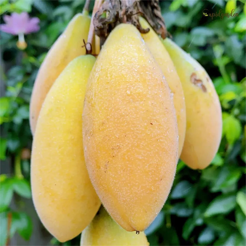 🍌Rare Banana Passion Fruit Seeds
