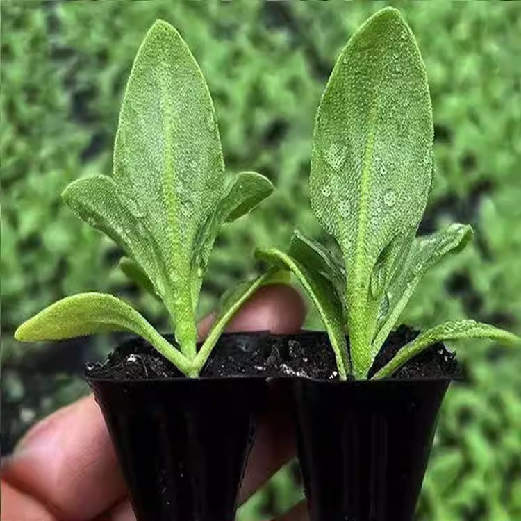Crystal Ice Vegetable Seeds