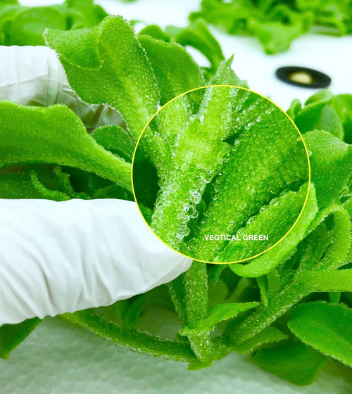 Crystal Ice Vegetable Seeds