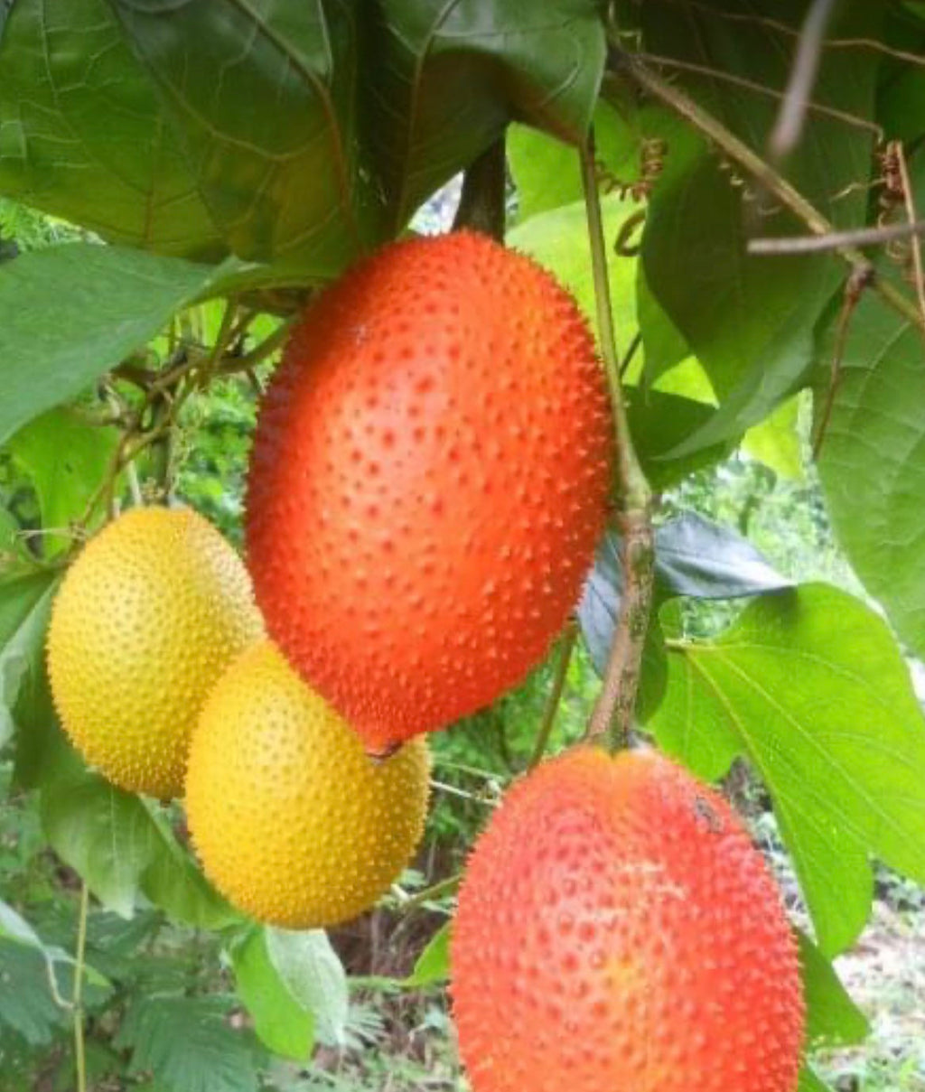 Gac fruit seeds. Gac Melon Vine Momordica Cochinchinensis seeds