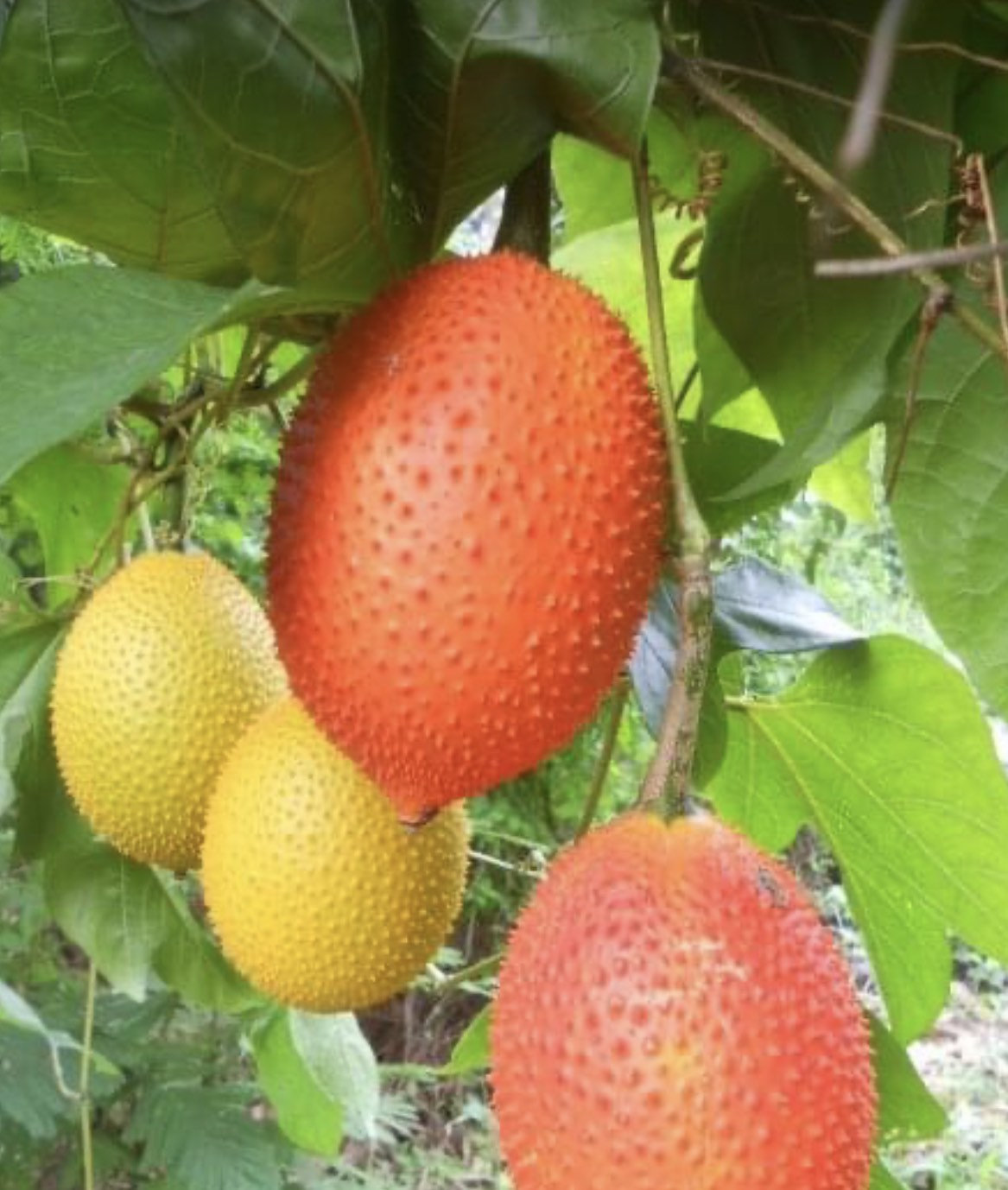 Gac fruit seeds. Gac Melon Vine Momordica Cochinchinensis seeds