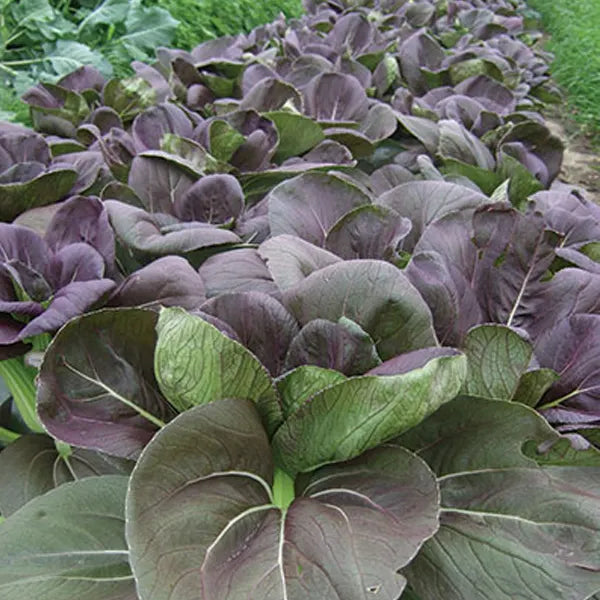 Purple Bok Choy Cabbage Seeds
