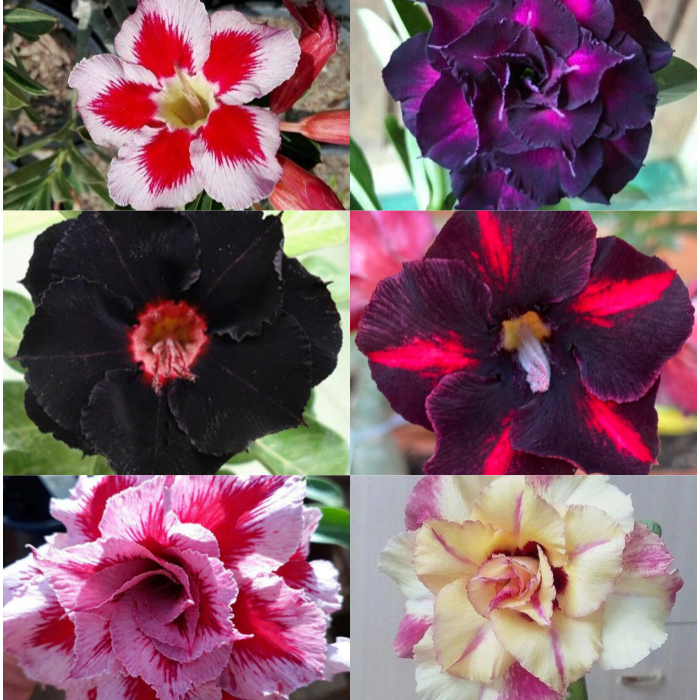 🎁Desert Rose Bulbs🌵Super easy care! 🌸 Adenium Obesum Bulbs