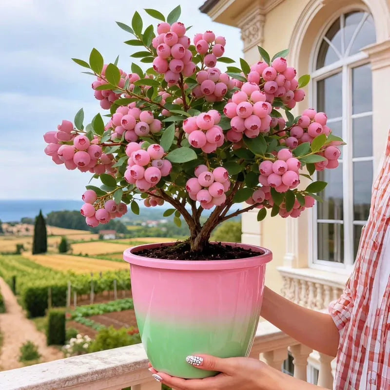 🔥50K+ SOLD!💟Premium Pink Blueberry Seeds -😋A Uniquely Delightful Taste