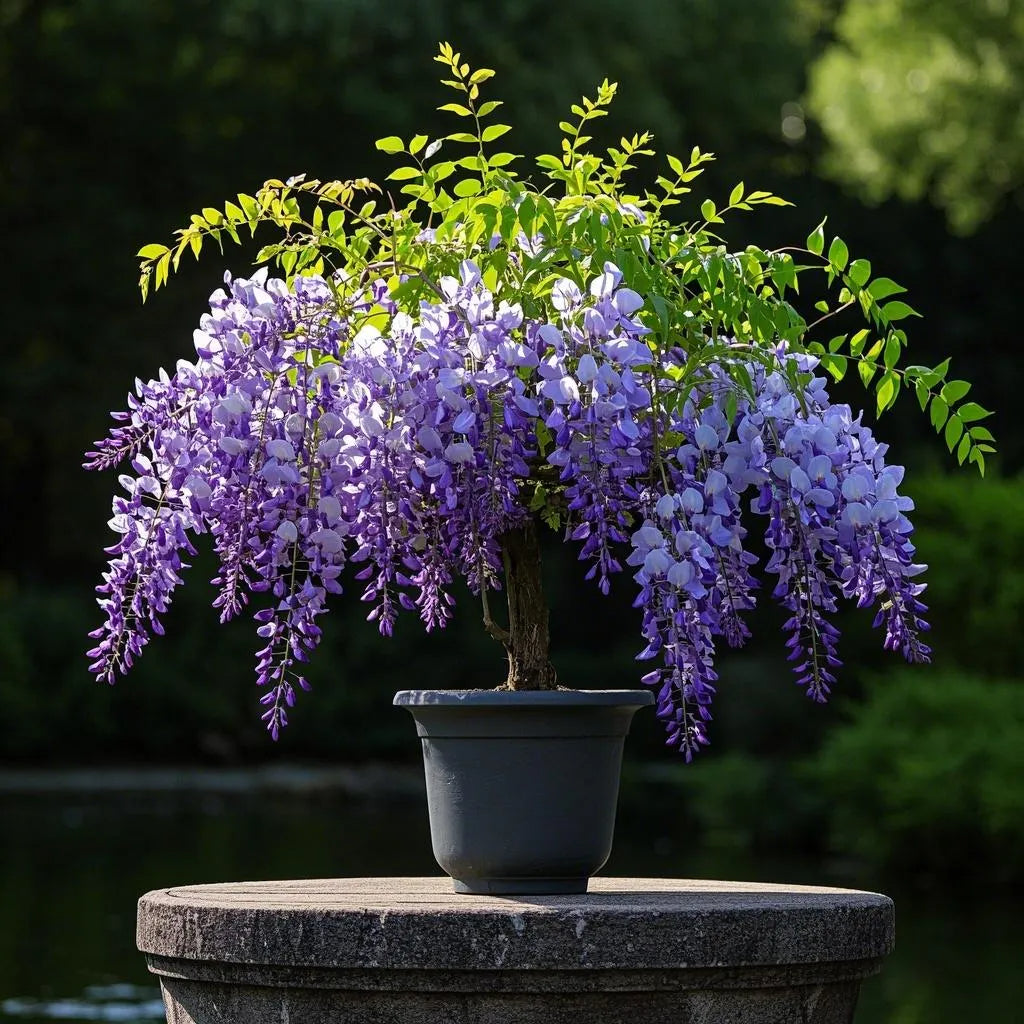🇺🇸 Celebrate America's 250th with Red. White & Blue Wisteria Seeds 🌸