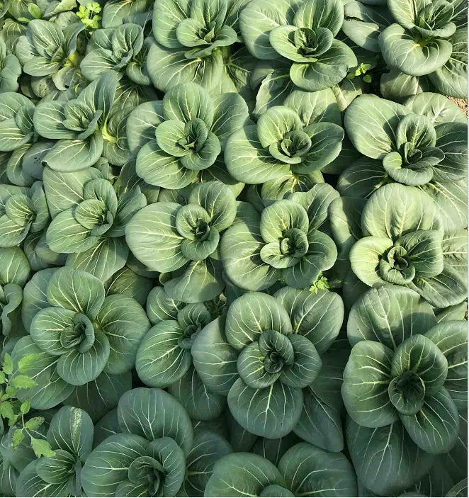Black Pak Choi Seeds