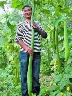 Super Long Loofahs👑King of loofah