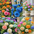 🌼Muti-color Moss Rose-Double Petal Sunflower