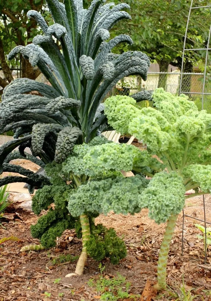 Kale Seeds