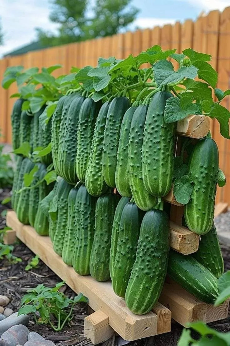 🥒Crawling Fruit Cucumbers Seeds