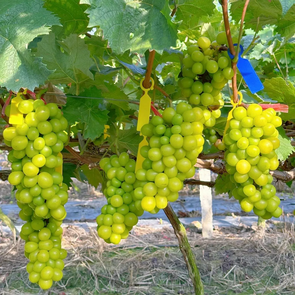Shine Muscat Tree Seeds-Sunshine Rose Grape(🪴Can be potted)