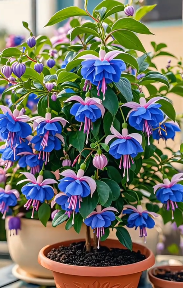 Fuchsia Seeds - Lantern flower