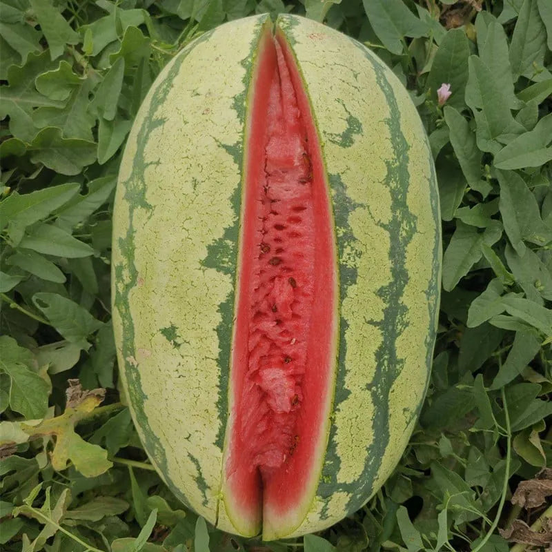 🔥⏰Last Day 70%OFF - 🍉Lazy Man's Watermelon Seeds