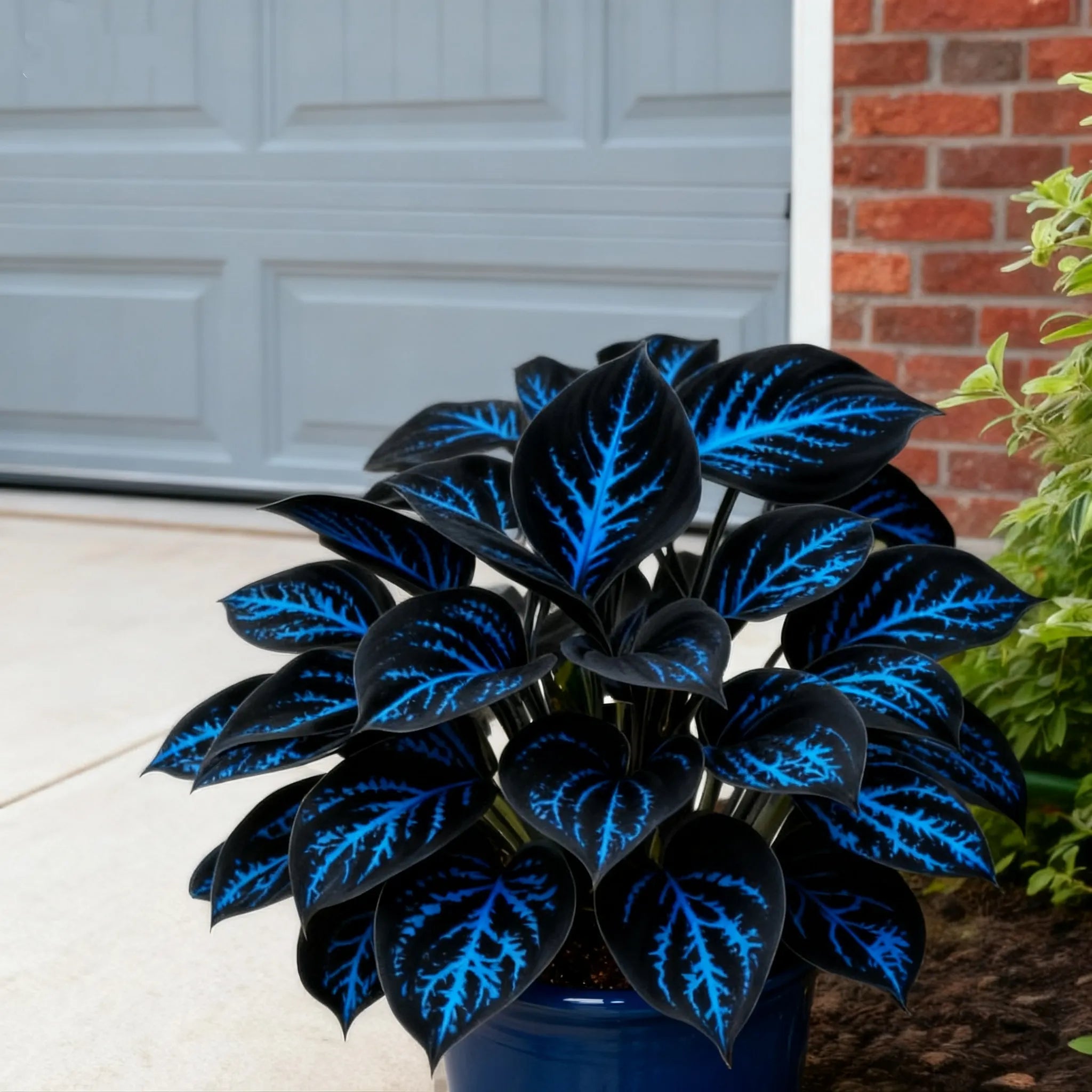 🔥Celebrate America's 250th 🌱Premium Rare Hosta Seeds🌿Shade-Tolerant Plant