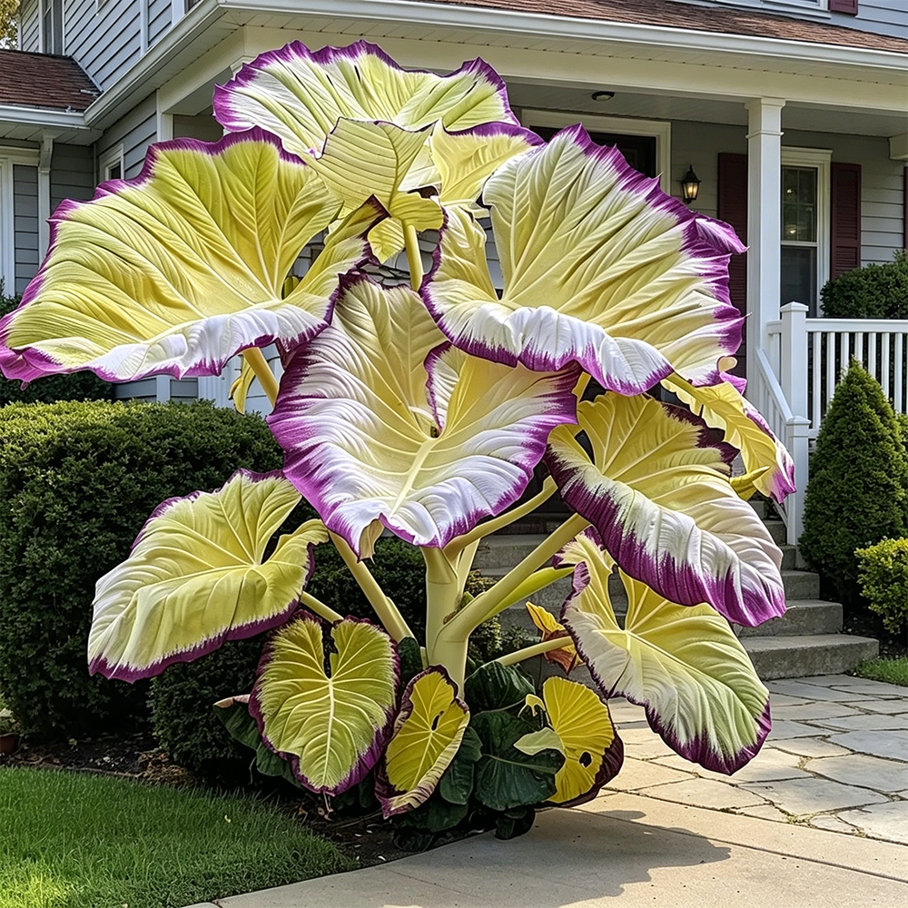 🌈 Giant Caladium Bulbs 🎊The color wizard that creates a dream garden 🌿✨