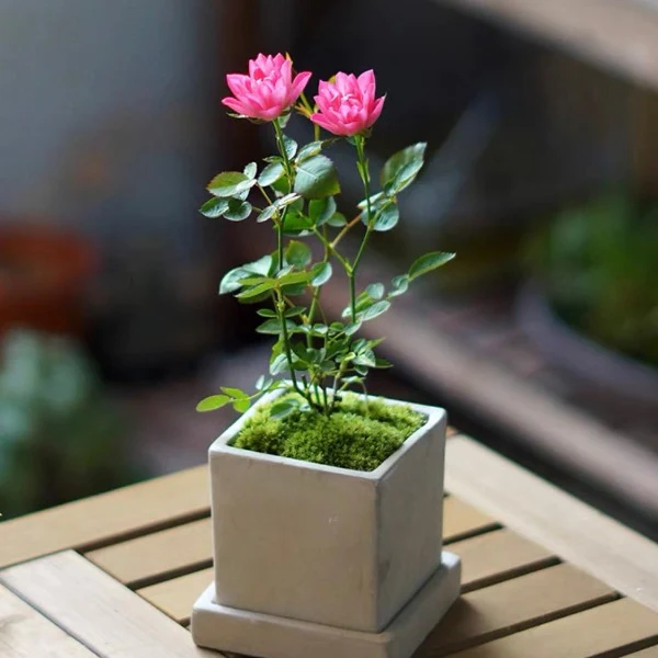 🌸Lotus Star Rose Seeds: Blooming All Year. Bringing Continuous Good Fortune🌸