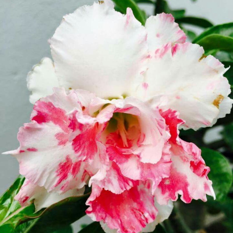🎁Desert Rose Bulbs🌵Super easy care! 🌸 Adenium Obesum Bulbs
