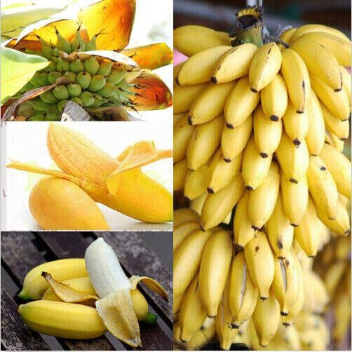 30pcs Dwarf Banana Seeds Bonsai Tree Tropical Fruit Seeds Balcony Home Plants