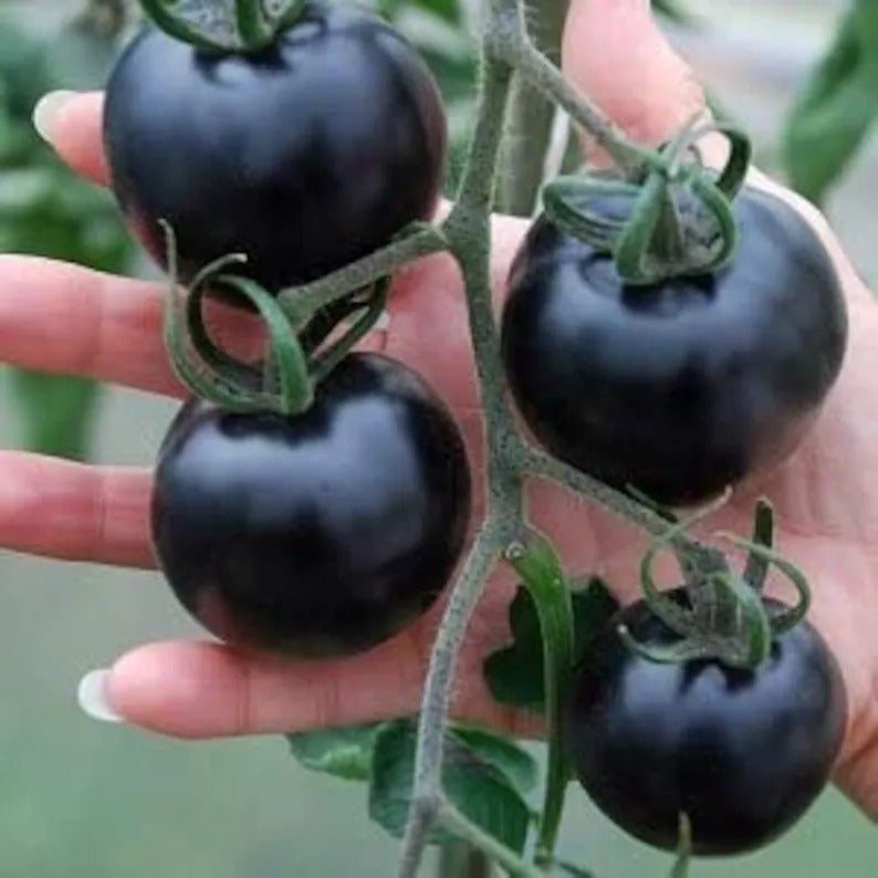 50/100 Organic Indigo Rose Tomato Seeds. Heirloom. Non-GMO. Solanum Lycopersicum