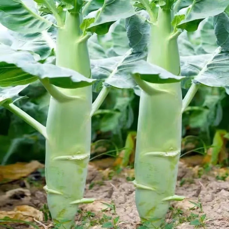 Chicken Leg Kale Seeds