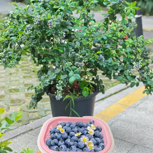 🫐 Sweet Ice Blueberry - Year-Round Harvest - Home Potted Plant - Balcony Backyard