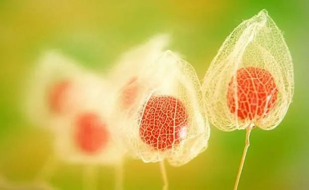 🎉65% OFF💥🔥Lantern Cherry Seeds🍓🍒Winter Ground Cherry-Strawberry Ground Cherry