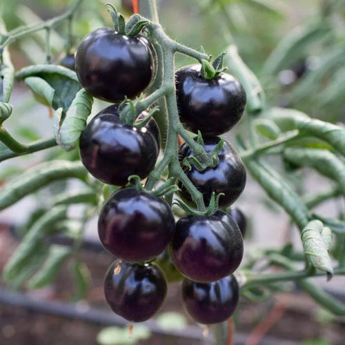 50/100 Organic Indigo Rose Tomato Seeds. Heirloom. Non-GMO. Solanum Lycopersicum