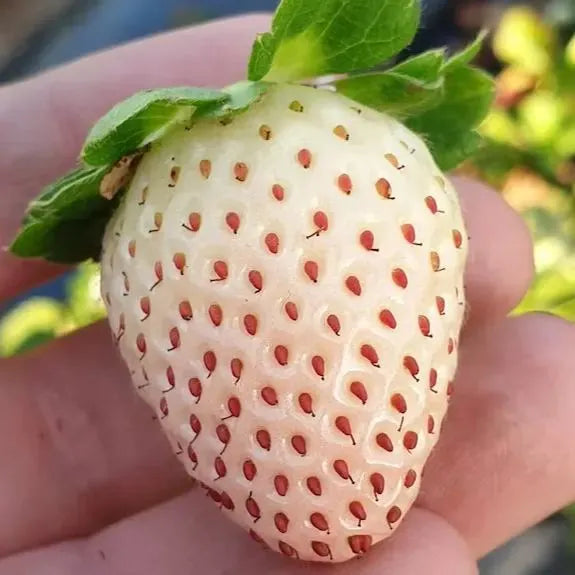 🍓White Milk Strawberry Seeds(🪴Buy 3 Get 1 Free)