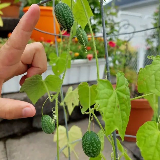 🍉Rare Organic Thumb Watermelon Seeds