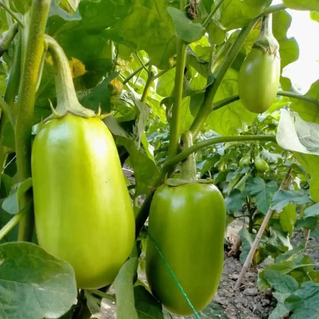 Green Can Eggplant Seeds