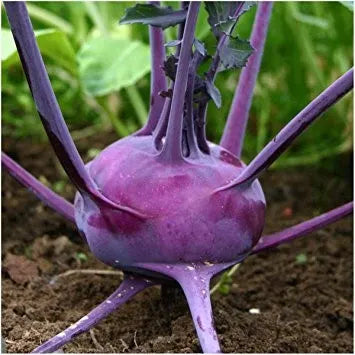 Purple Kohlrabi Seeds (Organic)