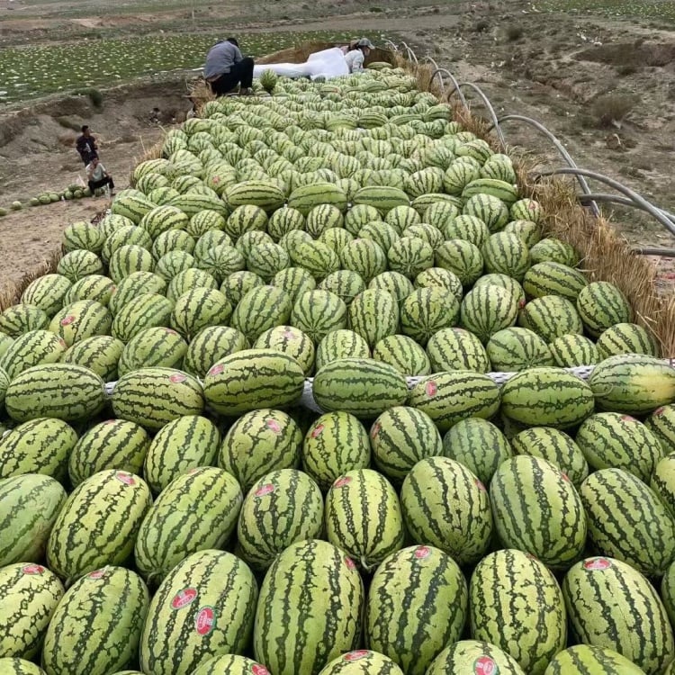 🔥⏰Last Day 70%OFF - 🍉Lazy Man's Watermelon Seeds