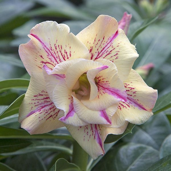 🎁Desert Rose Bulbs🌵Super easy care! 🌸 Adenium Obesum Bulbs