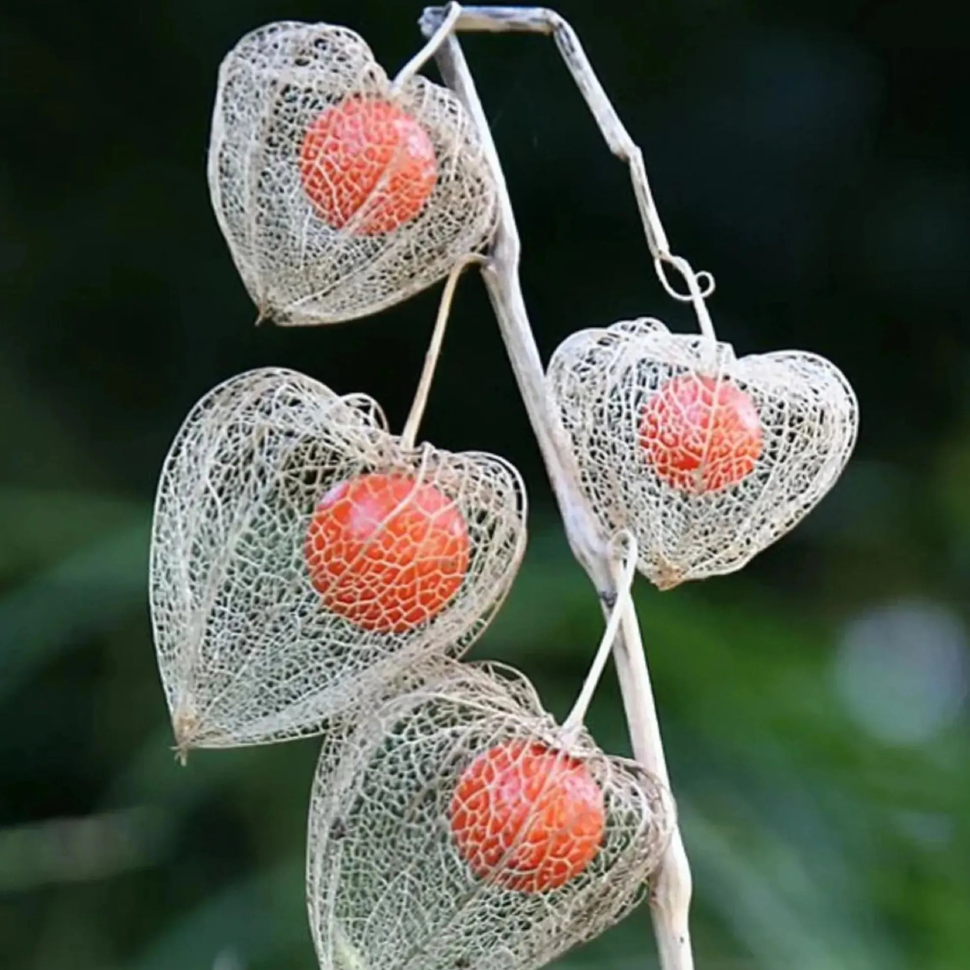 🎉65% OFF💥🔥Lantern Cherry Seeds🍓🍒Winter Ground Cherry-Strawberry Ground Cherry
