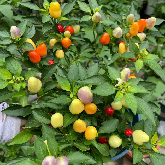 🌶️Non-GMO Organic Colorful Pepper Seeds